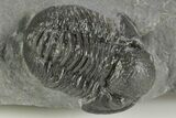 Detailed Gerastos Trilobite Fossil - Morocco #377256-3